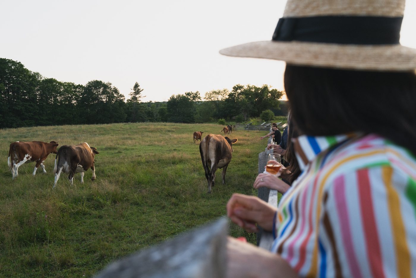A woman looks out at the cows at Hancock Shaker Village
