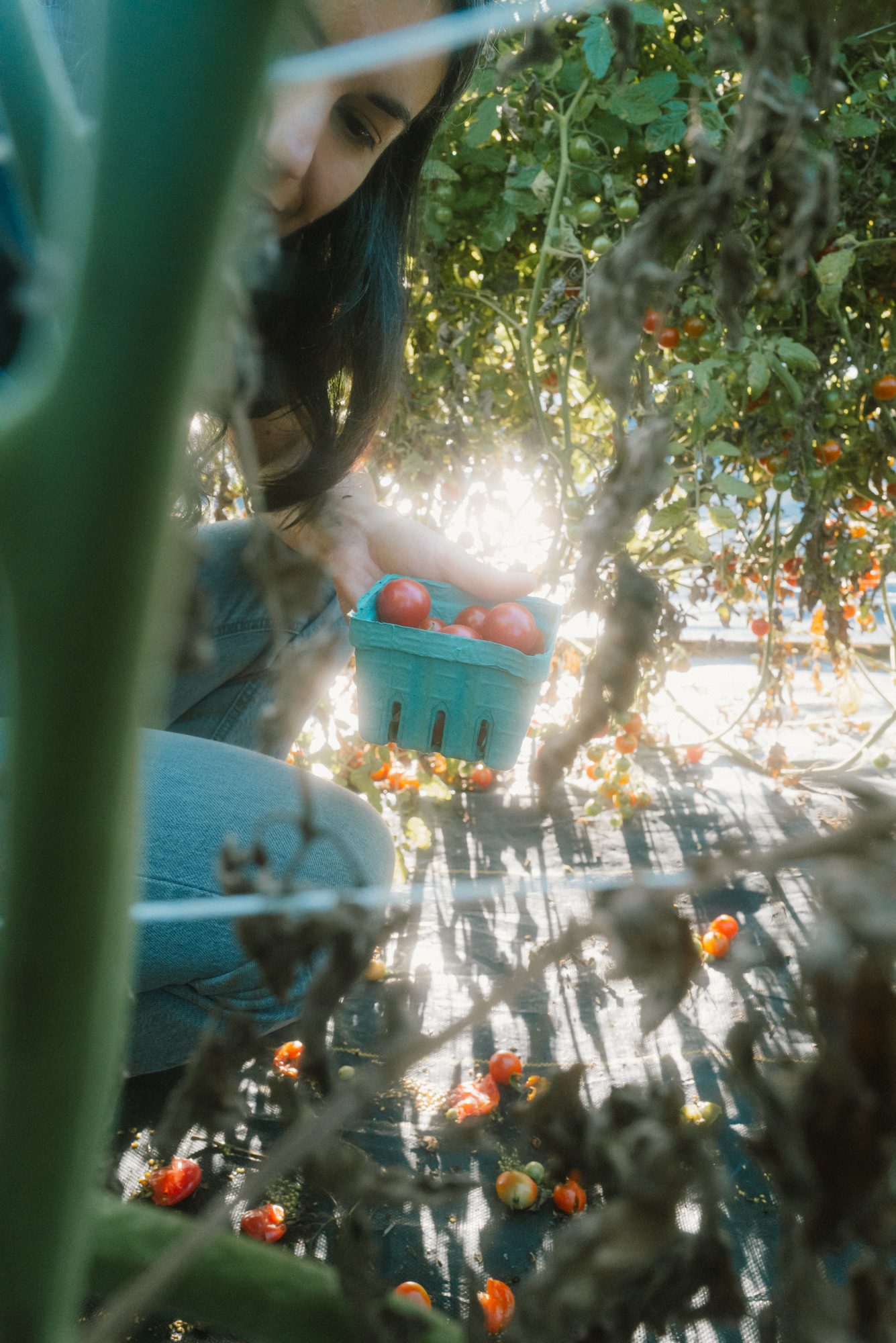 A person picks cherry tomatoes from the vine